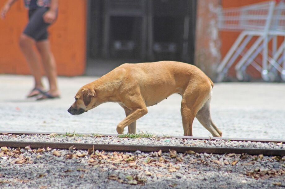 Dezembro Verde em Jandira: Campanha de Reforça Combate ao Abandono e Maus-Tratos