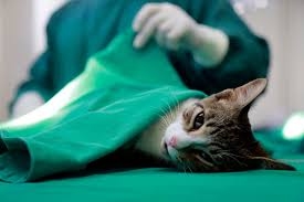 Jandira abre inscrições para nova Campanha de Castração de Cães e Gatos