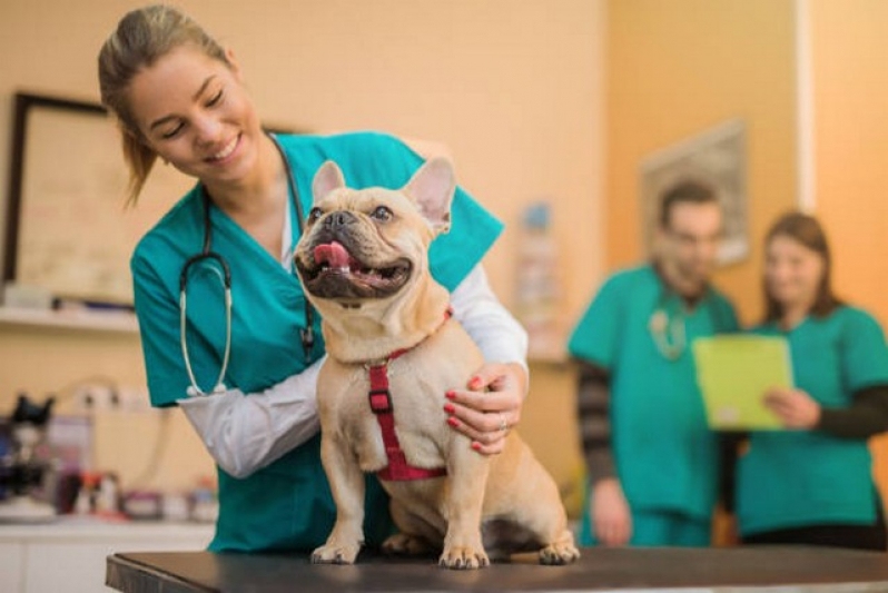 Jandira abre inscrições para castração gratuita de cães e gatos